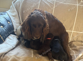Cocker spaniel Cross show type cocker Spaniel puppies