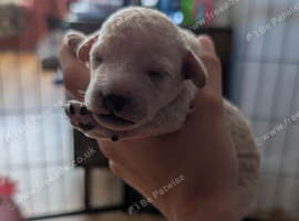 Exceptional moyen poodle puppies