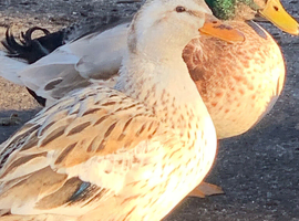 Miniature Silver Appleyard hatching eggs