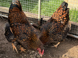 Gold Laced Wyandotte Large Fowl Hatching eggs
