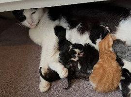 Kittens. REDUCED &pound;40 open to offers