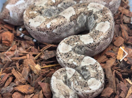 Young boa forsale