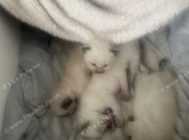 Beautiful ragdoll babies