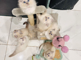 GCCF Registered Ragdoll Kittens