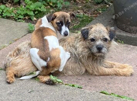 Jackrussell wanted