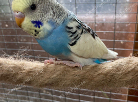 Baby budgies 9-10 weeks old