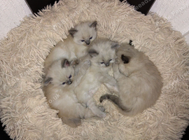 Ragdoll Kitten