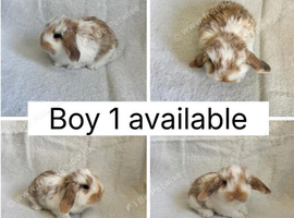6 beautiful baby mini lops ready to reserve