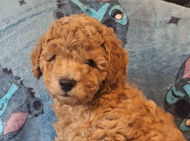 Toy poodle boy apricot