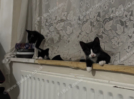 2 cute litter kittens looking for a forever home.