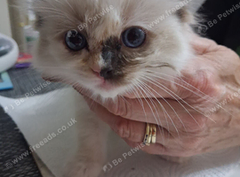 READY NOW GCCF registered Ragdoll kittens