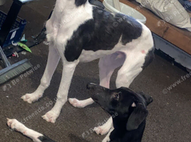 Two male Wippet x Lurchers