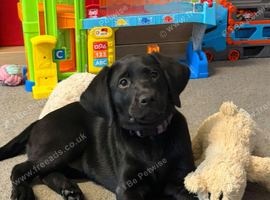 Female labrador retrevier