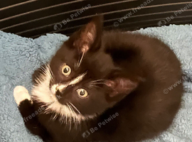 4 beautiful Kittens