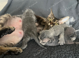 Solid blue pedigree kittens