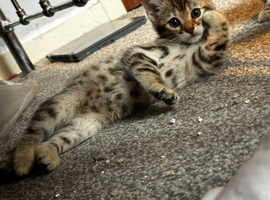Bengal kittens