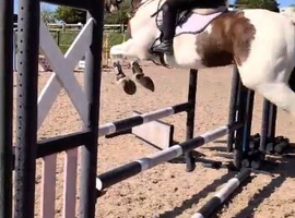 Coloured Irish Sports Horse Mare