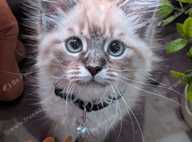 Gorgeous Siberian kittens