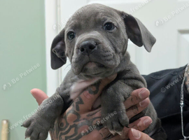 Blue staffies