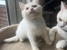 Gorgeous Gccf British Shorthair kittens