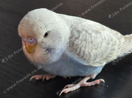 Hand tame baby budgie