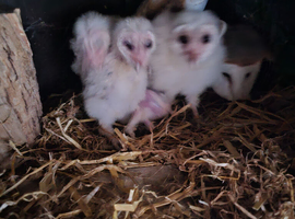 Baby barn owls for sale