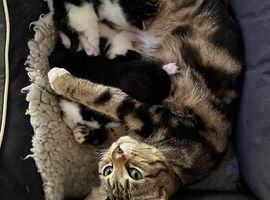Bengal cross kittens