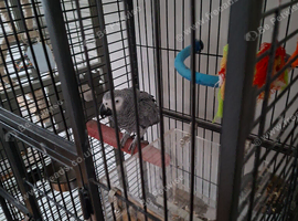 African grey
