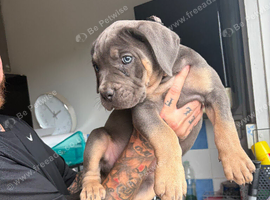 Cane corso female