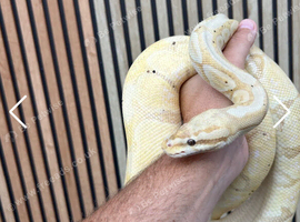 Banana Pastel Female