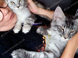 2 boy Maine Coons with papers TICA REGD