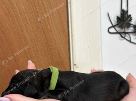 Sprocker x German shepherd
