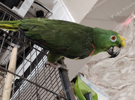 Yellow crown amazon parrot