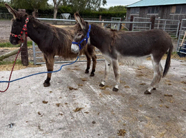 Stunning mother and daughter Jenny donkeys