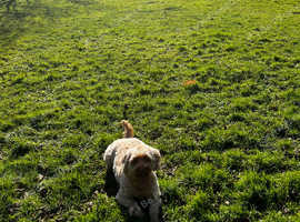 Rh10 dog walking & pet services