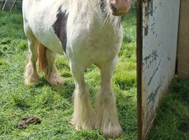 3 year old cob