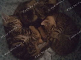 3 Bengal/mixed kittens - 13 weeks old looking for a new home