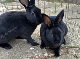 Beautiful Baby Rex Bunnies 2 Boys Available
