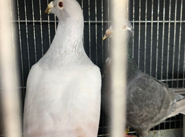 Racing pigeon