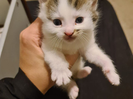 1 adorable kitten