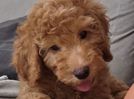 Only 1 fb1 pup left price drop!