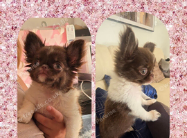 Ready now! Quality Chihuahua female puppy