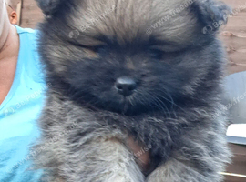 3 gorgeous pomeranian pups 5wks old