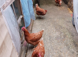 New adult layer chickens with Bentham roosters
