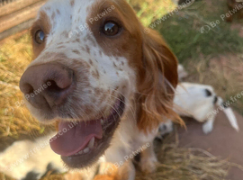 Sprocket puppies for sale
