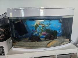 2 Axolotls including full set up.