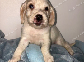 Cocker spaniel puppie