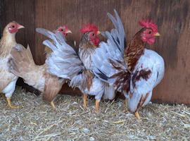 Show quality serama hatching eggs and chicks