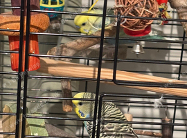 2 beautiful baby budgies
