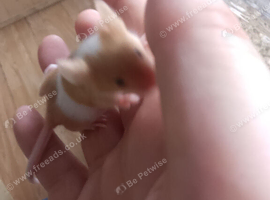7 Female Mice Ready To Go From Next Friday  &pound;10 A Pair